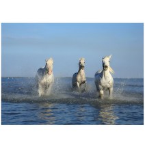 C163-0/말사진 대형사진 A1 벽장식 백마 바다사진 인테리어사진 풍경화 풍경화그림, 유포지(비코팅)