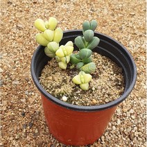 [다육]벽어연금