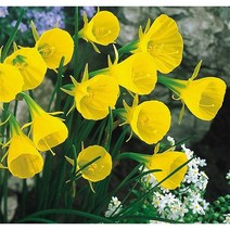 애기수선화 (골든벨) 깔때기수선화 - 촉수많은상품 노지월동 가능 야생화 봄꽃 다년생 구근, 1개