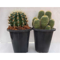 알파선인장 금호 & 금황환 선인장 생화 2종 세트, 1, 2개 세트