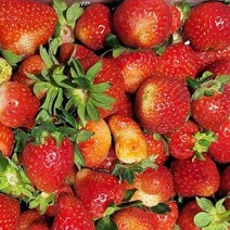 겨울딸기 생딸기 고랭지 산지직송 일반 못난이 (택1), 못난이 겨울딸기 1kg(주스용), 1개