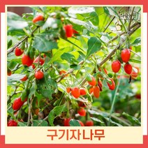 구기자나무 묘목 삽목1년생 뿌리묘 5개