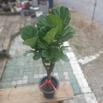 떡갈고무나무 중대품 최강상품 90~130cm 299
