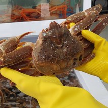 당일조업 산지직송 프리미엄 최상급 자숙 홍게 3kg 수율보장 동해 포항 구룡포 연지홍게 박달홍게, 2-1. 박달홍게 3마리 (소자), 1개