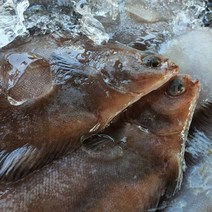 속초 생물 물가자미 오늘잡은 기름가자미구이 식해용 생물 가자미 10미(26~32cm), 10미l 가자미