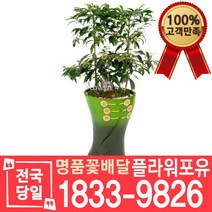 만냥금 백냥금 개업축하화분배달 개업식 개업선물 집들이 거실화분 실내 식당 사무실 미용실