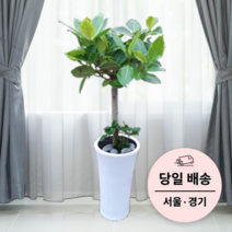 에코플랜트 금전수 개업 화분 집들이 선물 승진 사무실 이전 병원 개원 식당 개업식 축하 화분 배달 [서울 경기 당일배송]<토요일 오후 일요일 주문건 월요일배송>, 07. 뱅갈고무나무, 1개” class=”wr-img”></a></div></p></div></p></div></p></div><div class=