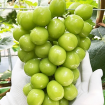 [농장직송] 국내산 고당도 샤인머스켓 선물세트 1kg 2kg 씨없는 포도 샤인머스캣 선물세트, 1. 고당도 샤인머스켓 500g(1수), 1개