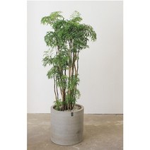 생명력이 강한 실내에서 잘 자라는 폴리셔스