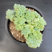 꽃다리 포토시나철화 98 다육식물 다육철화 아이만 배송