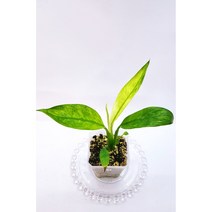 옐로우 무늬 스파트필름 3번 Spathiphyllum