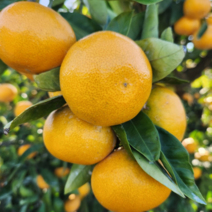 [선착순 예약판매 10월5일 순차발송] 제주감귤 극조생 노지감귤 최상급 로얄과 농장직송, 1박스, 제주 극조생노지귤 10KG SML혼합(120과내외)