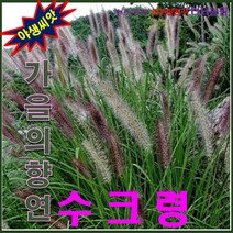 산약초씨앗/낭만초/질랑풀/가을의 향연 / 수크령 1kg