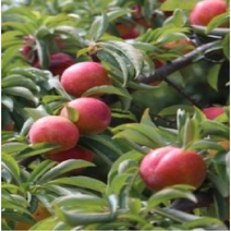 보람농자재 자두나무(왕자두), 접목1년(특)*뿌리