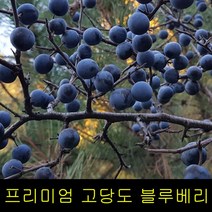 블루베리효능 고씨네 1kg 생블루베리 블루베리 특급, 블루베리 생과 1kg, 블루베리 생과 1kg