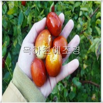목하원예조경 대추나무 묘목 대왕대추 (다왕자우) 접목1년상묘