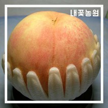 내꽃농원 복숭아 경봉(백도) 접목 1년