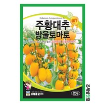주황대추방울토마토 20립 / 과일 채소 이색방울토마토 텃밭 씨앗 종자