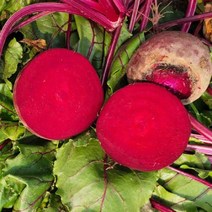 맛있는 레드비트 2kg 5kg 10kg 20kg 알비트 햇비트 생비트 야채 채소 농장, 왕 2kg