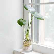 펫플랜트 몬스테라 수경재배 세트 소, 몬스테라(소) + 투명 커브 유리화병/선택안함