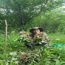 야생자연산100%질경이즙(110mlx60)