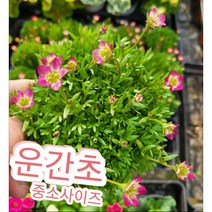 운간초-중소/천상에서 피는 꽃 천상초