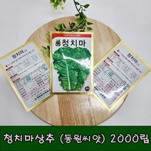 (샤인 몰) 청치마 상추씨앗 2000립 1개 /조기 신장성이 좋고 광택이 뛰어나며 맛 좋은 상추