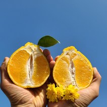 한라봉5키로 못난이한라봉 한라봉10kg 할라봉 한라봉제철 2kg 3kg 5kg, 가정용 3kg 혼합과