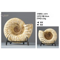 화석 암모나이트 전시용 대형 테이블 고대 수집 표본 장식품, 크림 【L-1874】
