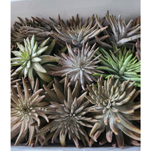 2023년 생와송 햇생와송 3kg 면역력에 좋은 생와송 산지 직송, 1개