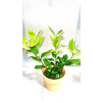 [골든플랜트] 레몬라임나무 (중품) 레몬열매가 나오는 레몬라임