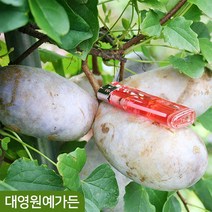 으름나무 키150cm 결실주 흙분 덩굴식물 열매, 01. 백화으름 흙분 (포트/지주대제거)