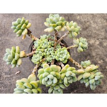 정화다육 다육식물 라울 자연군생렌덤, 1개