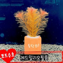 [물멍초] 키우기 쉬운 포트수초 레드밀리오필름 한포트