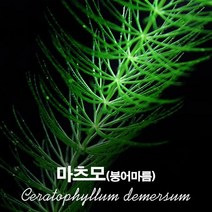 마츠모(붕어마름) 4촉/구피치어수초/초보수초