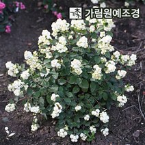 스노우베리 매직컬갤럭시 매직컬캔디, 매직컬갤럭시 6치포트(1개단품), 1개