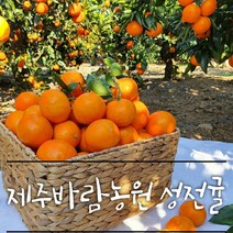 제주 성전귤 (천혜향 + 불로초귤) 보석귤 토마토귤, 1box, 중간사이즈 랜덤과 10kg