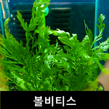 [수초몰] 볼비티스 음성수초 활착수초 초보자수초 자연수초, 3잎