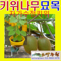 자가수정키위(제니)묘목 삽목3년(분) 1그루 결실주