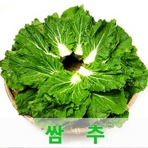 싱싱한 쌈추2kg 쌈채소 웰빙 채소 싱싱지오