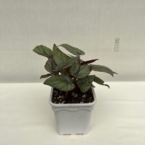 [다은꽃농원]독특하면서 아름다운 잎 아틱브리즈 알틱브리즈 베고니아 키우기쉬운 실내공기정화식물 인테리어
