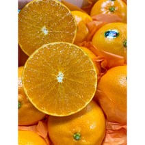 [멋진헛간] 제주 고당도 천혜향 보자기 선물세트 가정용 3kg 5kg 10kg, 선물용5kg(12과수 내외 / 대과)