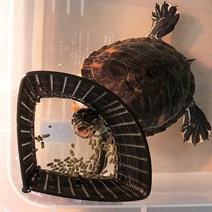 꼬북랜드 거북이 먹이통 피딩스테이션 (사료급여통), 먹이통 1개