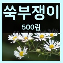 꽃씨몰 꽃씨 봄 파종 여름꽃씨 가을 노지월동 다년생 야생화 양귀비 종자 꽃씨앗, 209.쑥부쟁이 500립(다년생)
