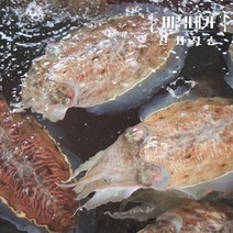 국산 갑오징어 통찜 숙회 용 1kg, 갑오징어 1kg(7-9미) x 1개