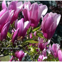 목련 수잔 [1포트] (복남이네야생화 봄 야생화 모종 정원수 꽃나무 매그놀리아 magnolia susan)