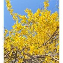 개나리묘목 개나리나무-2년생 30주 묶음