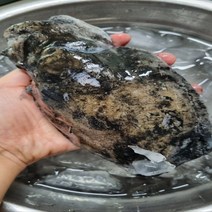 갑오징어 1kg 생물 손질 급냉 숙회 통찜 볶음 활 오징어 회 특상갑오징어 (7~9미)