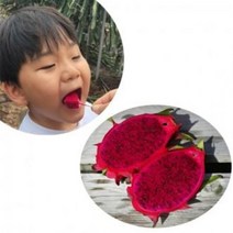 국산용과 속이 빨간 용과 제주 홍용과 5kg 10kg, 대과 10kg, 1개