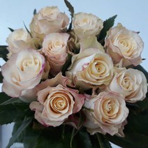 장미 - 샤만트 / 고속터미널꽃시장 꽃도매 서리풀플라워